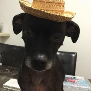 Meet your Posher, Carlos